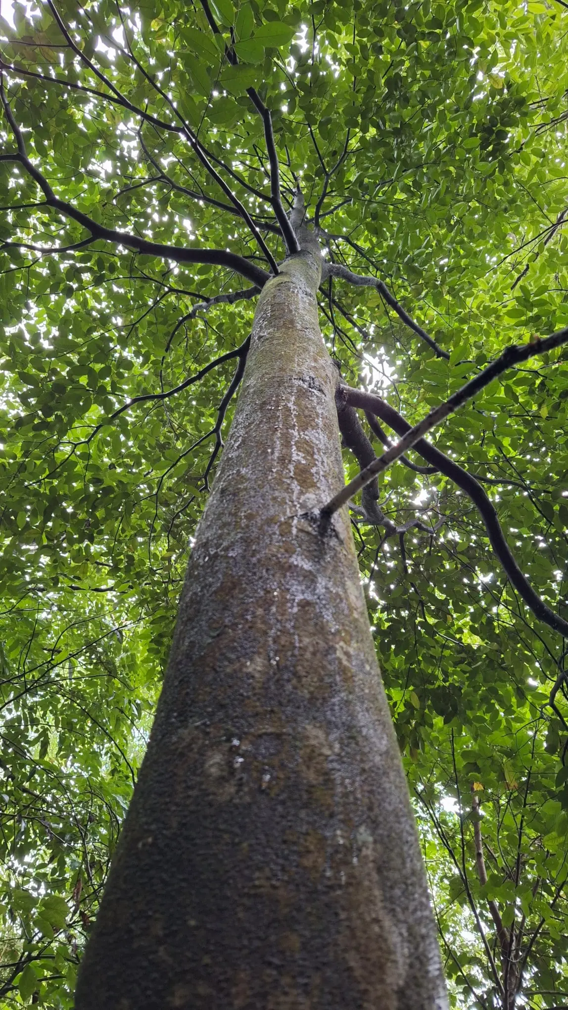 Aquilaria Malaccensis Tree