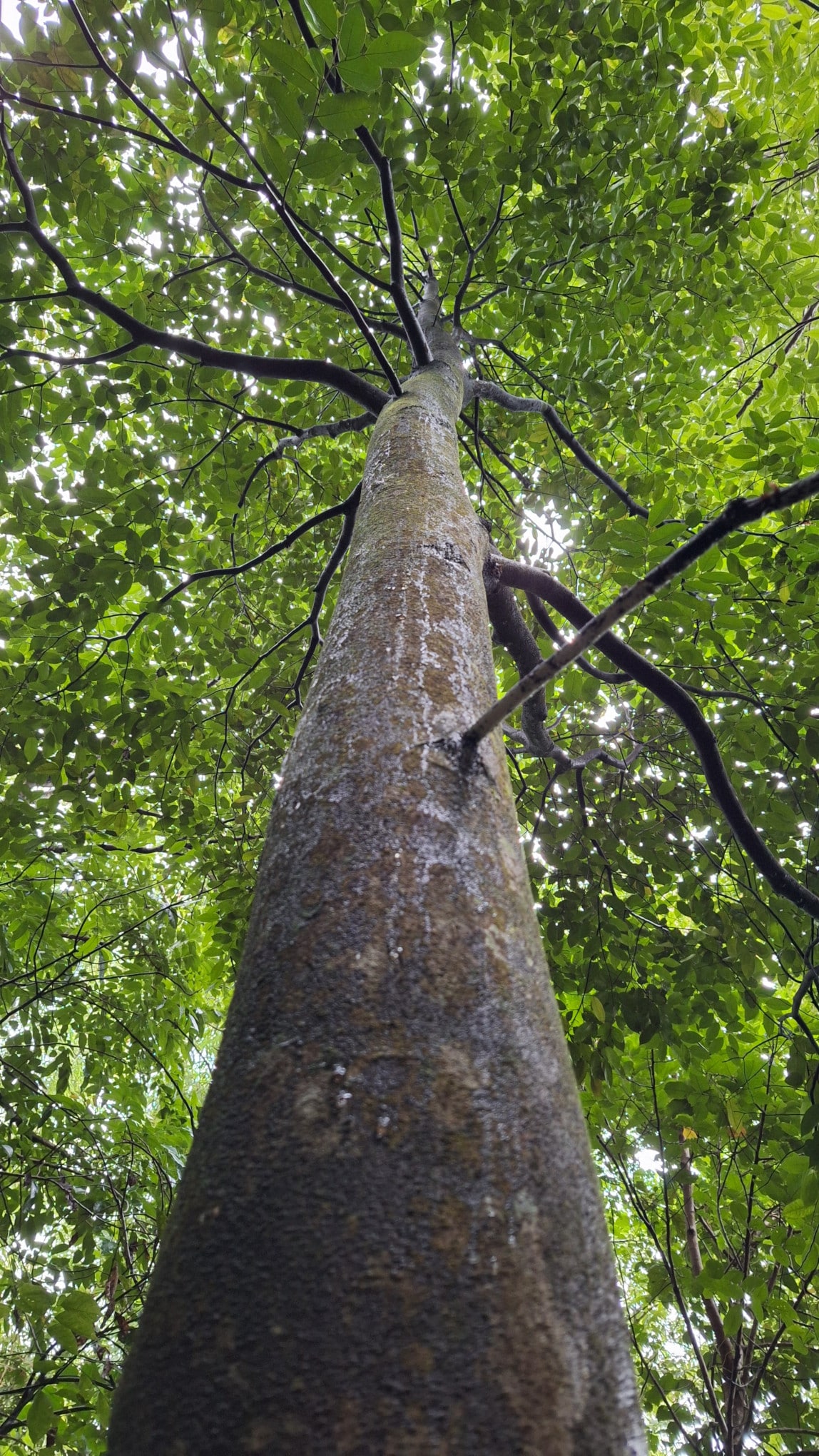 Aquilaria Malaccensis Tree
