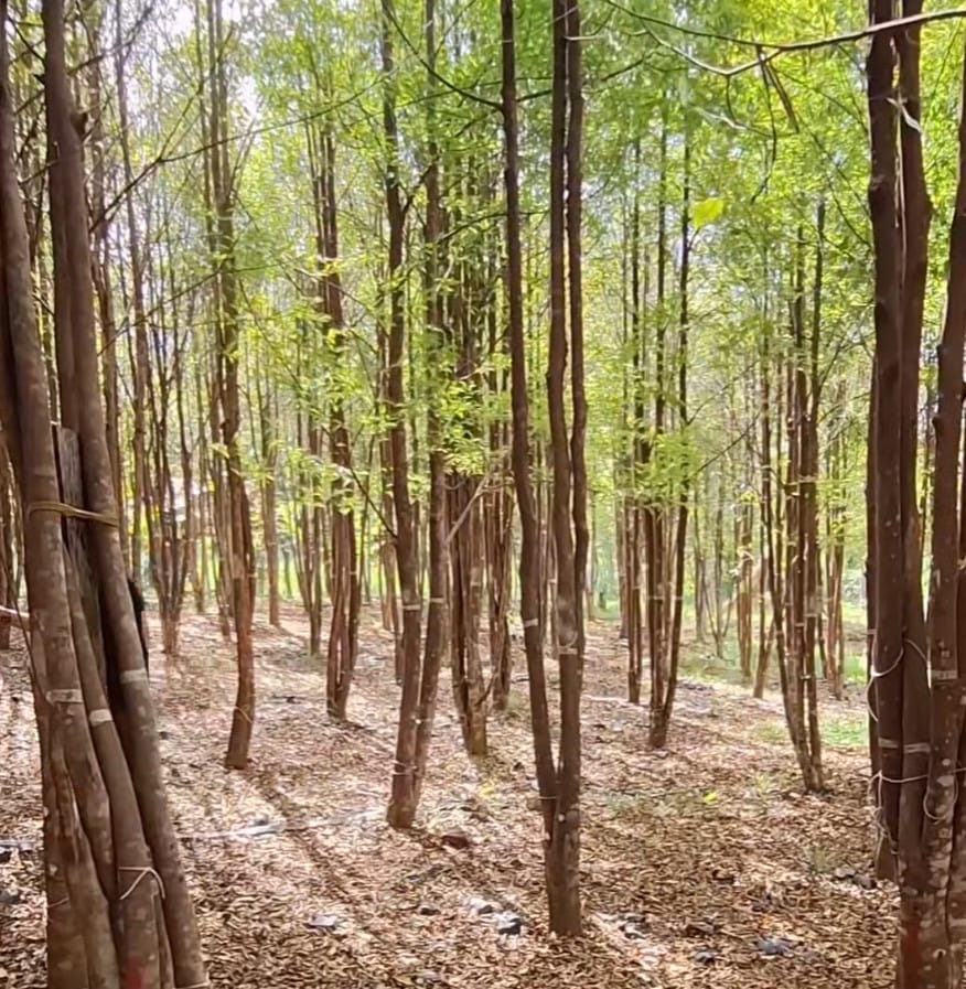 Timber Plantation Development