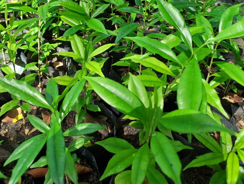 Agarwood Production Technology